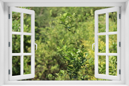 Fototapeta Naklejka Na Ścianę Okno 3D - Green leaf texture. Leaf texture background