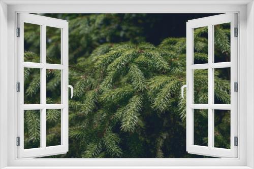 Fototapeta Naklejka Na Ścianę Okno 3D - fir branches textured background, film effect