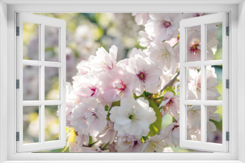 Fototapeta Naklejka Na Ścianę Okno 3D - Beautiful pink sakura (cherry) blossom, selected focus 
