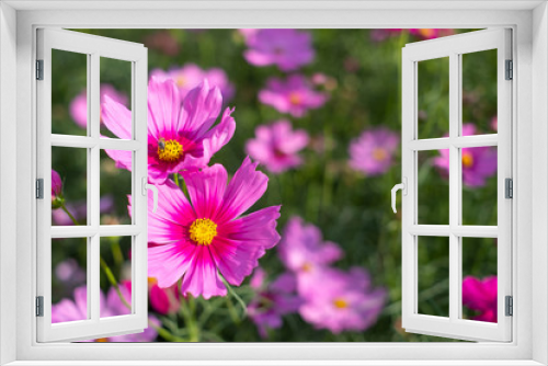 Fototapeta Naklejka Na Ścianę Okno 3D - Cosmos sulphureus, Mexican Aster,Beautiful garden landscape, colorful blooming flowers,Pink flower.