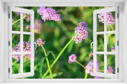 Fototapeta Naklejka Na Ścianę Okno 3D - Beautiful Verbena bonariensis flowers or science name ( Verbena hybrida) on blurred background in garden.