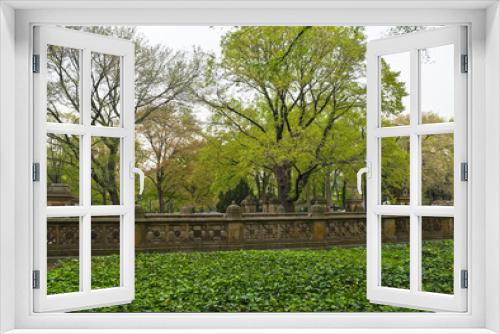 Fototapeta Naklejka Na Ścianę Okno 3D - Central Park Ivy