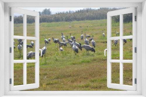 Fototapeta Naklejka Na Ścianę Okno 3D - flock of storks in the field