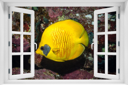 Fototapeta Naklejka Na Ścianę Okno 3D - masked butterflyfish on coral reef in red sea