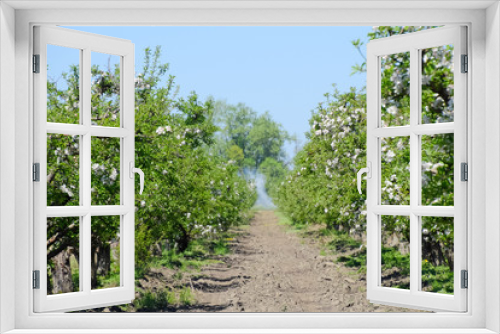 Fototapeta Naklejka Na Ścianę Okno 3D - Blooming apple orchard. Adult trees bloom in the apple orchard.
