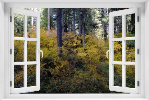 Fototapeta Naklejka Na Ścianę Okno 3D - fall foliage 
