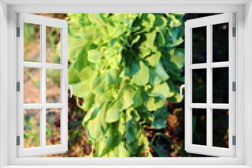 Fototapeta Naklejka Na Ścianę Okno 3D - Lettuce or Lactuca sativa annual plant left in local home garden after picking to grow tall surrounded with other plants on warm sunny summer day