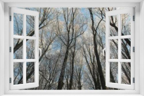 Fototapeta Naklejka Na Ścianę Okno 3D - Frostbäume in Himmel ragend