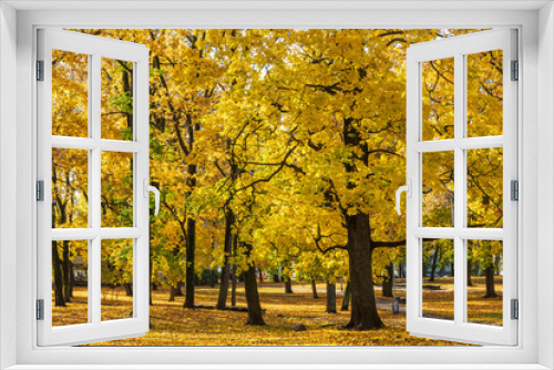 Fototapeta Naklejka Na Ścianę Okno 3D - City park with yellow maple trees