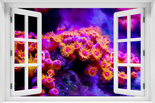 Fototapeta Naklejka Na Ścianę Okno 3D - sea anemone