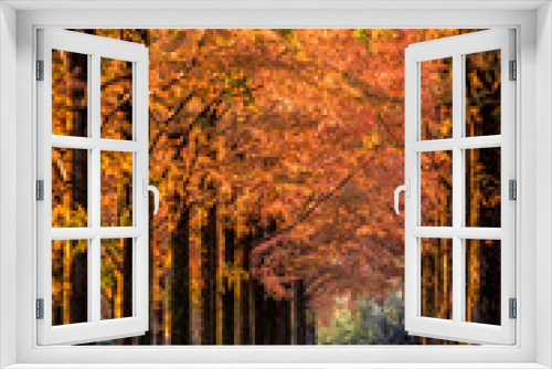 Fototapeta Naklejka Na Ścianę Okno 3D - 紅葉したメタセコイア並木