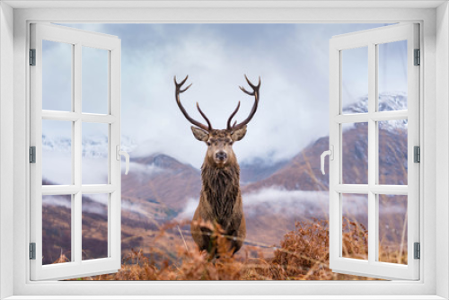 Fototapeta Naklejka Na Ścianę Okno 3D - Monarch Of The Glen