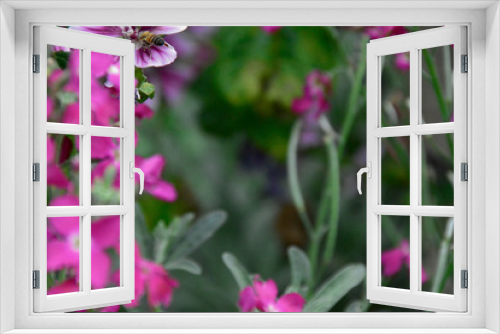 Fototapeta Naklejka Na Ścianę Okno 3D - bees and flowers
