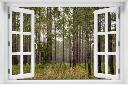 Fototapeta Naklejka Na Ścianę Okno 3D - Pine trees in the winter wilderness - Florida, USA