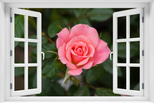 Fototapeta Naklejka Na Ścianę Okno 3D - climbing star perfomer pink rose in summer garden