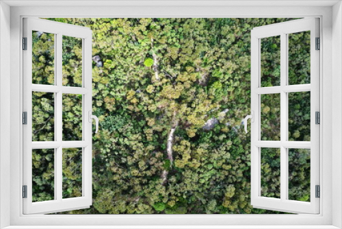 Fototapeta Naklejka Na Ścianę Okno 3D - Dense eucalyptus forest in Australia
