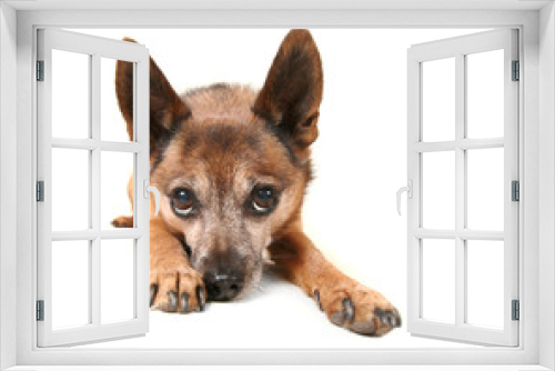 Fototapeta Naklejka Na Ścianę Okno 3D - pouting dog