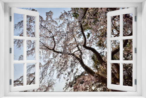 Fototapeta Naklejka Na Ścianę Okno 3D - 京都御苑の桜