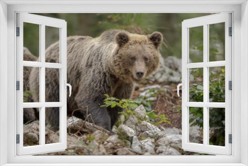 Fototapeta Naklejka Na Ścianę Okno 3D - Large mother bear in Europe