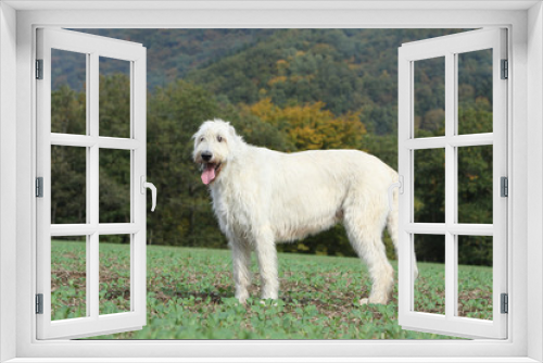 Fototapeta Naklejka Na Ścianę Okno 3D - chien de profil dans paysage campagnard