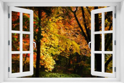 Fototapeta Naklejka Na Ścianę Okno 3D - Autumn forest. Colorful forest with sun rays through branches of trees. Scenery of nature with sunlight.