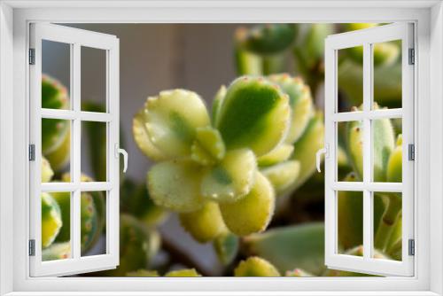 Fototapeta Naklejka Na Ścianę Okno 3D - Green cotyledon tomentosa Harv.close up