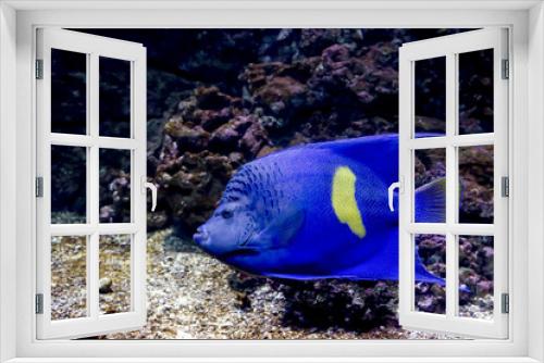 Fototapeta Naklejka Na Ścianę Okno 3D - Exotic fish swimming in an aquarium close-up