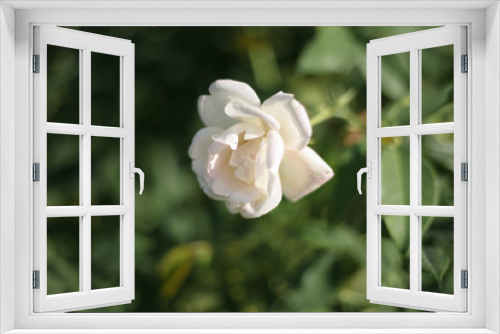 Fototapeta Naklejka Na Ścianę Okno 3D - A beautiful white rose in the garden