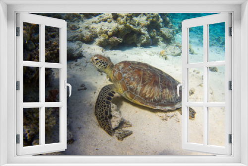 Fototapeta Naklejka Na Ścianę Okno 3D - Egyptian Green Sea Turtle (Chelonia mydas) sitting in the sand of the red sea, egypt coraya bay