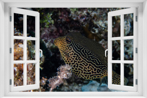 Fototapeta Naklejka Na Ścianę Okno 3D - Female solar boxfish (Ostracion solorensis) hiding under a coral