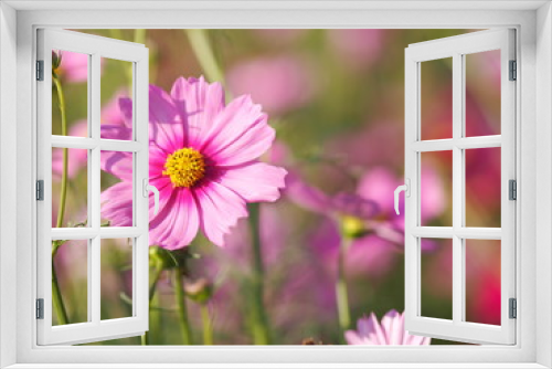 Fototapeta Naklejka Na Ścianę Okno 3D - Cosmos flower in garden, pink color on blurred of nature background