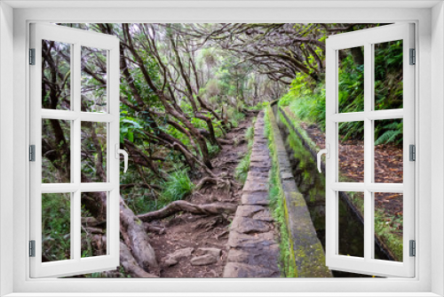 Fototapeta Naklejka Na Ścianę Okno 3D - Levada moss covered hiking trail through dense forest. Madeira Island, Portugal