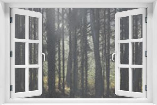 Fototapeta Naklejka Na Ścianę Okno 3D - Forêt de conifères