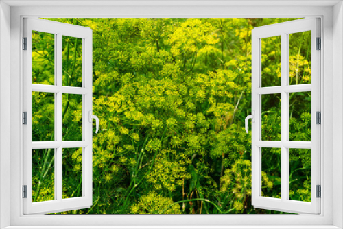 Fototapeta Naklejka Na Ścianę Okno 3D - Inflorescences of green dill. Growing spices, condiments