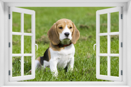 Fototapeta Naklejka Na Ścianę Okno 3D - Beagle Welpe