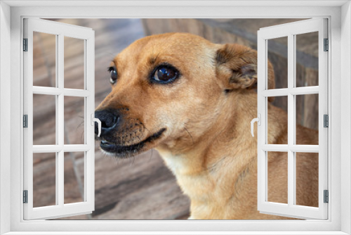 Fototapeta Naklejka Na Ścianę Okno 3D - cão