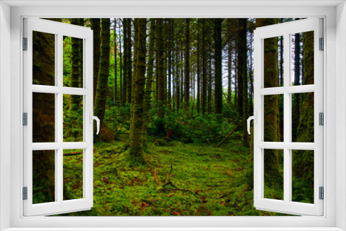 Fototapeta Naklejka Na Ścianę Okno 3D - Mossy forest in Ireland