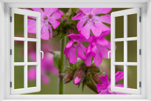 Fototapeta Naklejka Na Ścianę Okno 3D - pink flowers