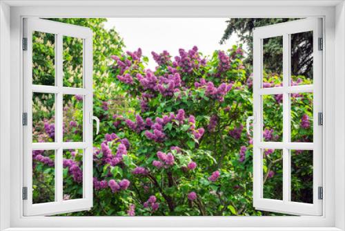 Fototapeta Naklejka Na Ścianę Okno 3D - Spring Blooming Lilac Tree