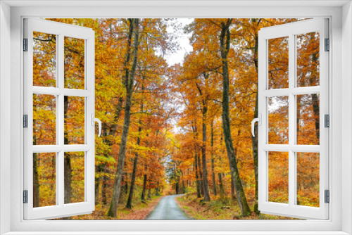 Fototapeta Naklejka Na Ścianę Okno 3D - Autumn and forest