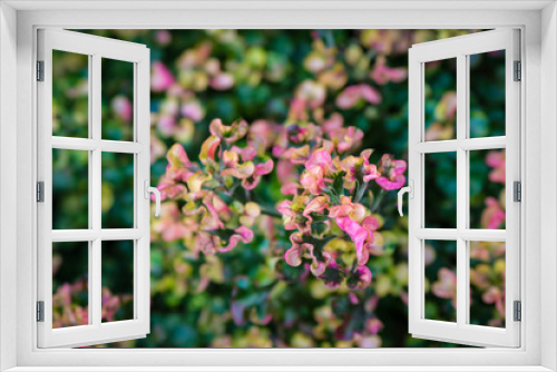Fototapeta Naklejka Na Ścianę Okno 3D - Colorful flowers in garden background