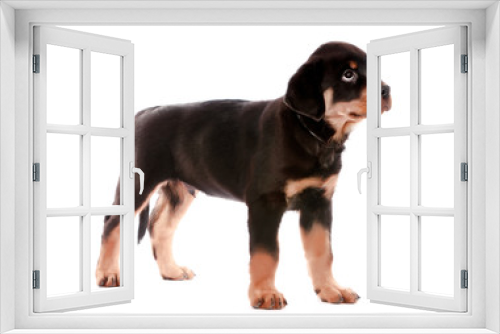 Fototapeta Naklejka Na Ścianę Okno 3D - Rottweiler puppy.