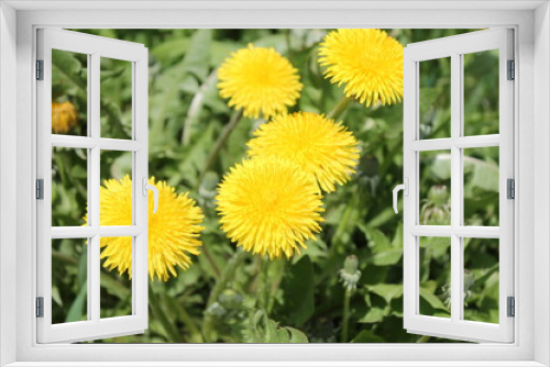 Fototapeta Naklejka Na Ścianę Okno 3D - yellow dandelions in the grass