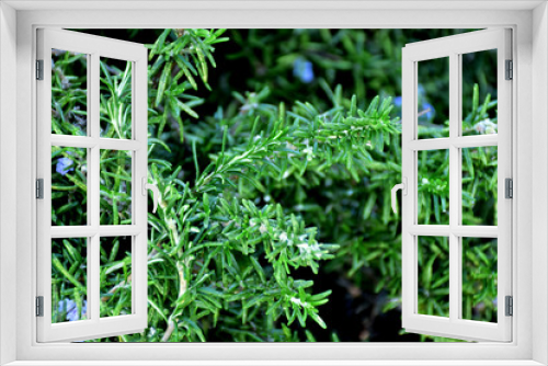 Fototapeta Naklejka Na Ścianę Okno 3D - Rosemary in garden