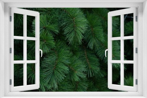 Fototapeta Naklejka Na Ścianę Okno 3D - Leaf of Green Christmas Tree