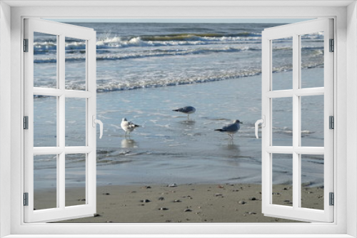 Fototapeta Naklejka Na Ścianę Okno 3D - flock of seagulls on beach 004