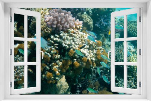 Fototapeta Naklejka Na Ścianę Okno 3D - Ausschnitt Korallen Riff mit Barschen von oben