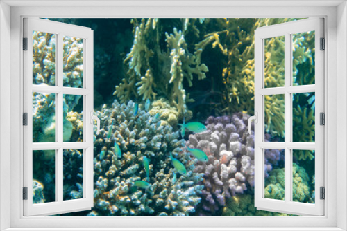 Fototapeta Naklejka Na Ścianę Okno 3D - Bunte Korallen mit Schwarm Fischen