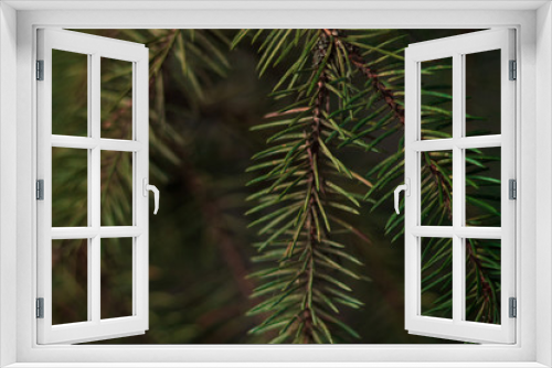 Fototapeta Naklejka Na Ścianę Okno 3D - Branch of spruce closeup