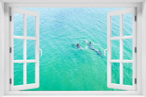 Fototapeta Naklejka Na Ścianę Okno 3D - Top view of dolphins in the Black sea. Anapa